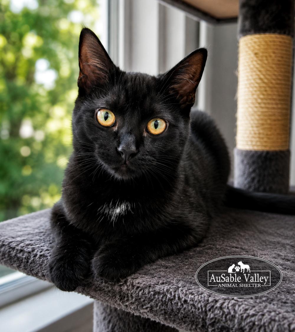 Professor Hooch, ADOPTABLE, Young Female Domestic Short Hair.