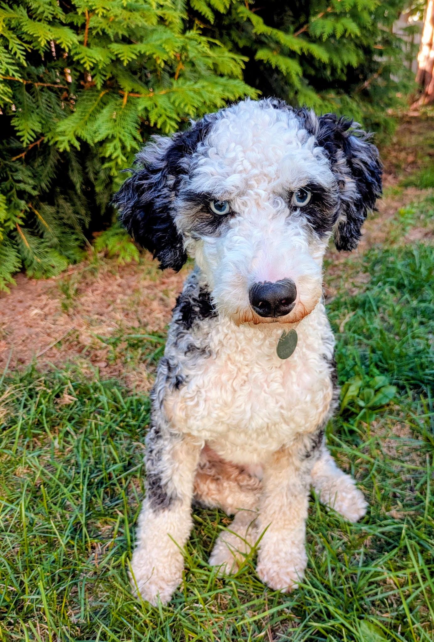 Auggie