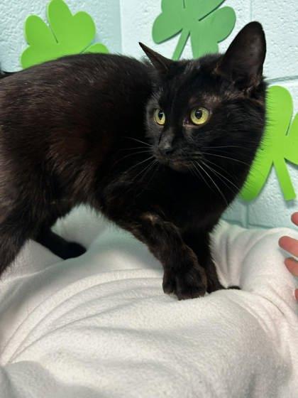 Enlarge PIg, a Adoptable mixed breed in Spruce Pine, NC image 1/1