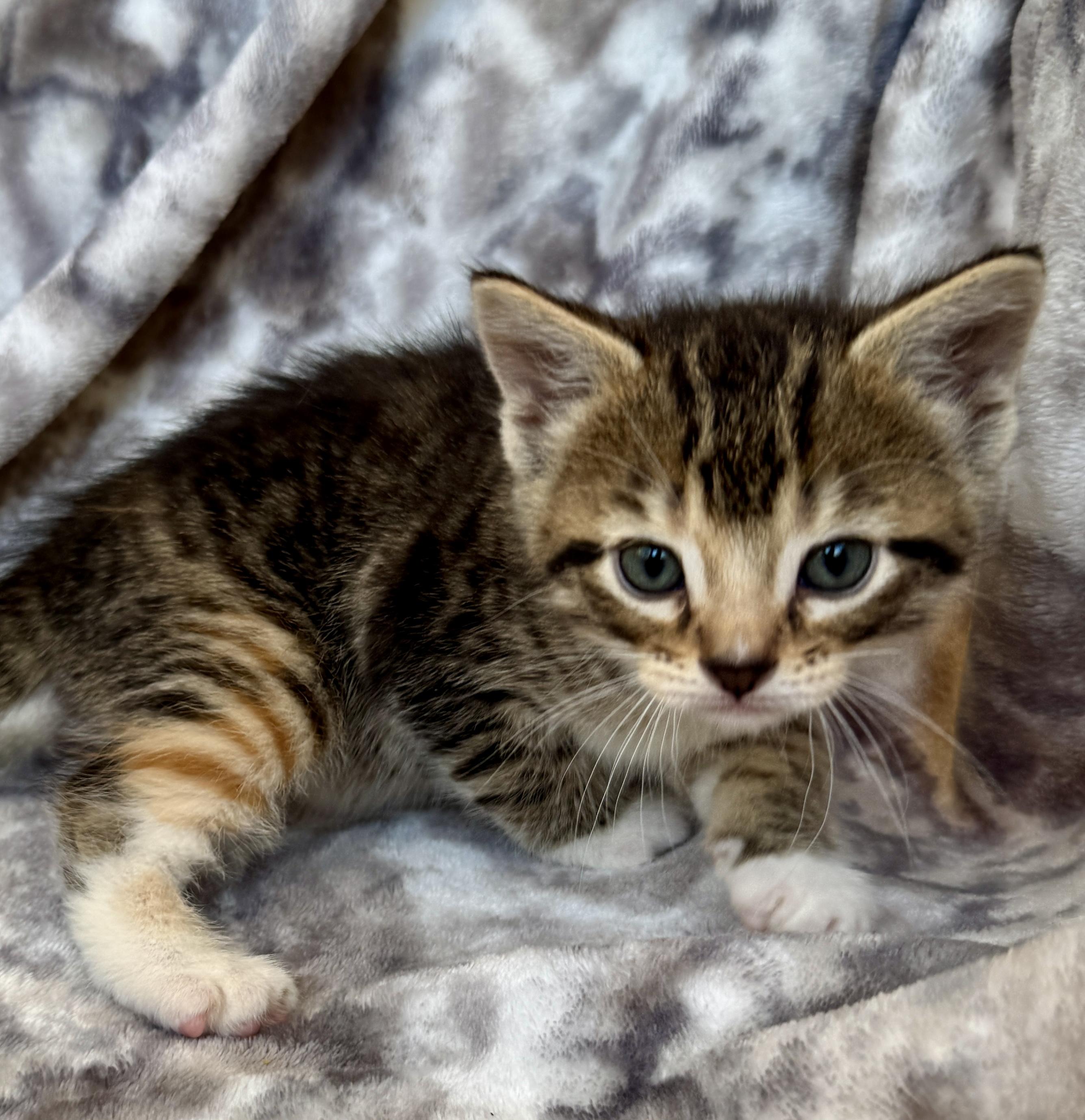 Enlarge Salem, a ADOPTABLE Domestic Short Hair in Port Washington, WI image 2/4