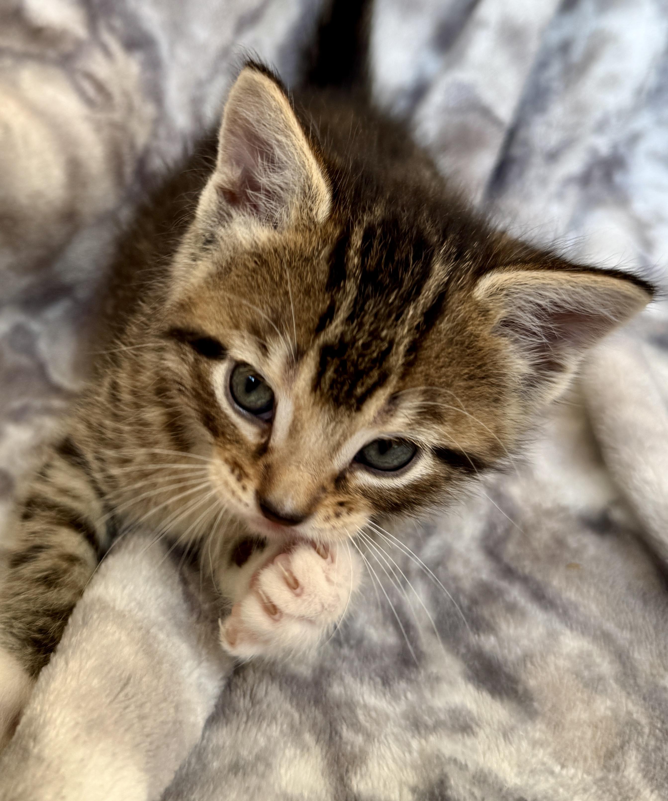 Enlarge Salem, a ADOPTABLE Domestic Short Hair in Port Washington, WI image 4/4