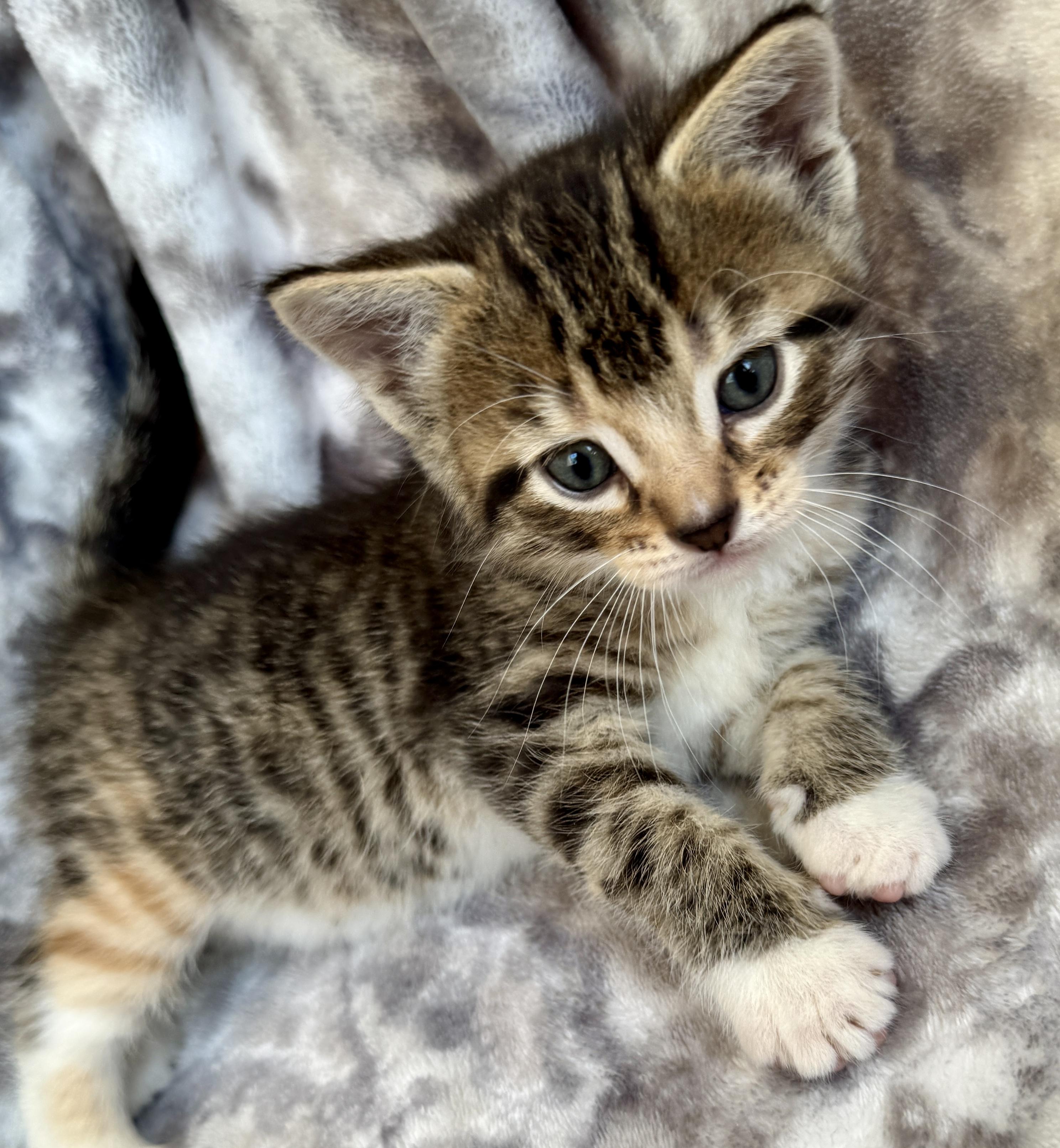 Enlarge Salem, a ADOPTABLE Domestic Short Hair in Port Washington, WI image 3/4