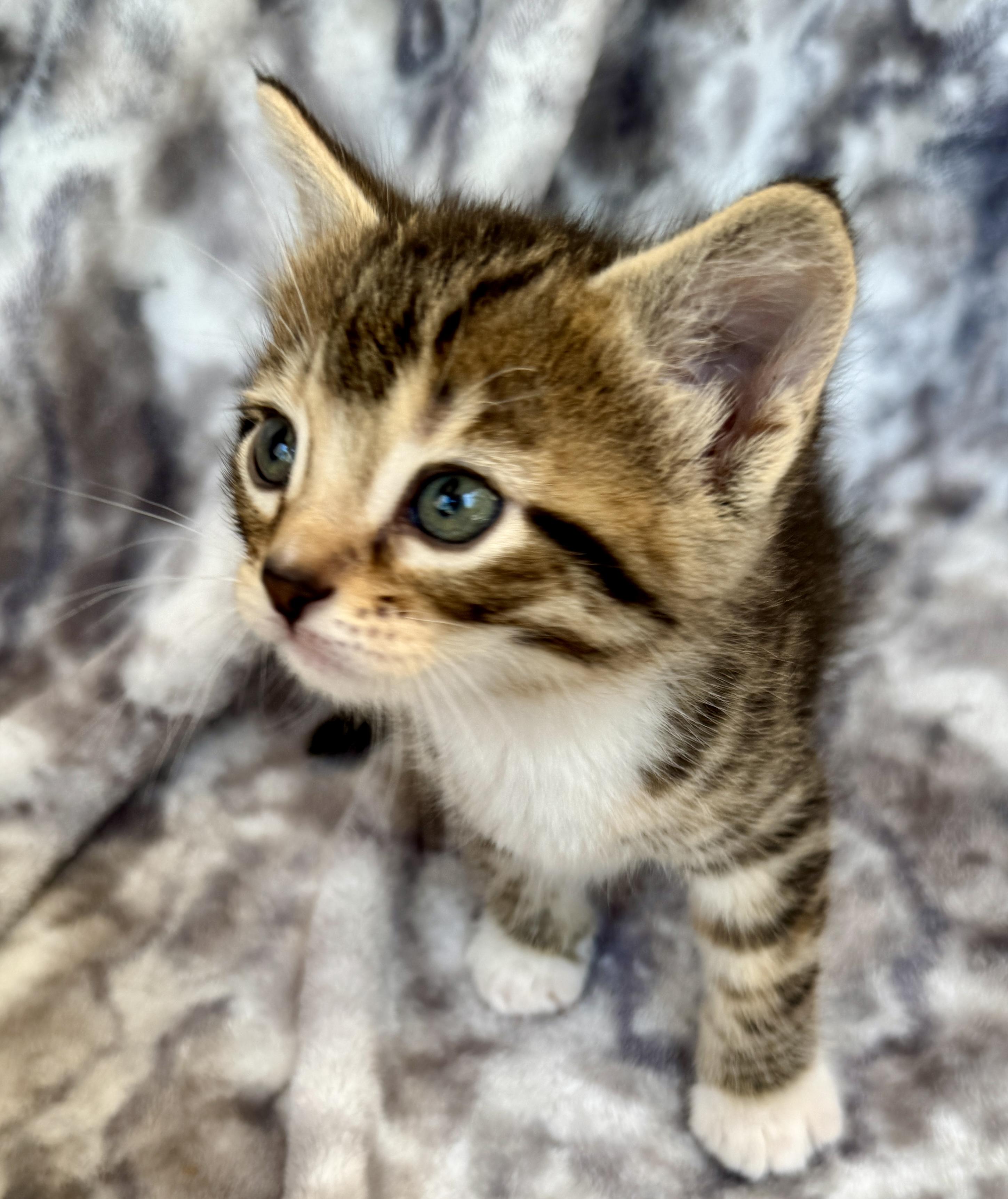 Salem, ADOPTABLE, Kitten Female Domestic Short Hair.