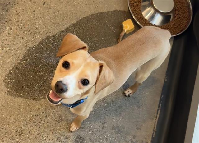 Enlarge MOONBEAM, a Adoptable mixed breed in Palo Alto, CA image 1/1