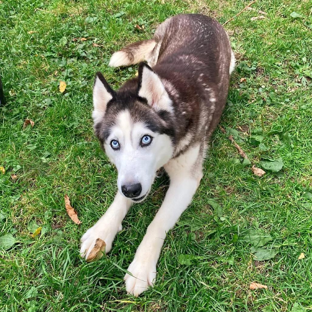 Enlarge Salome, a Adoptable mixed breed in Blaine, MN image 1/6