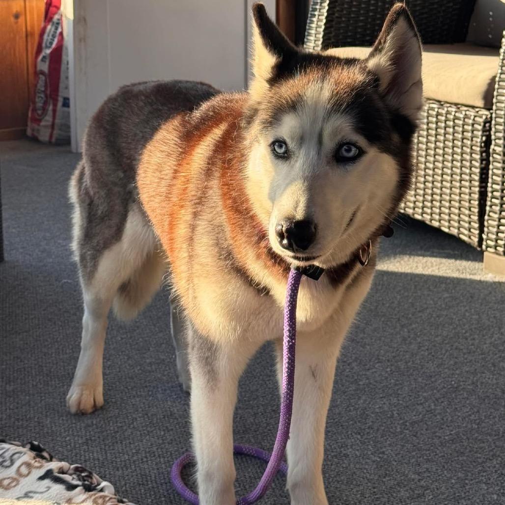 Enlarge Salome, a Adoptable mixed breed in Blaine, MN image 2/6