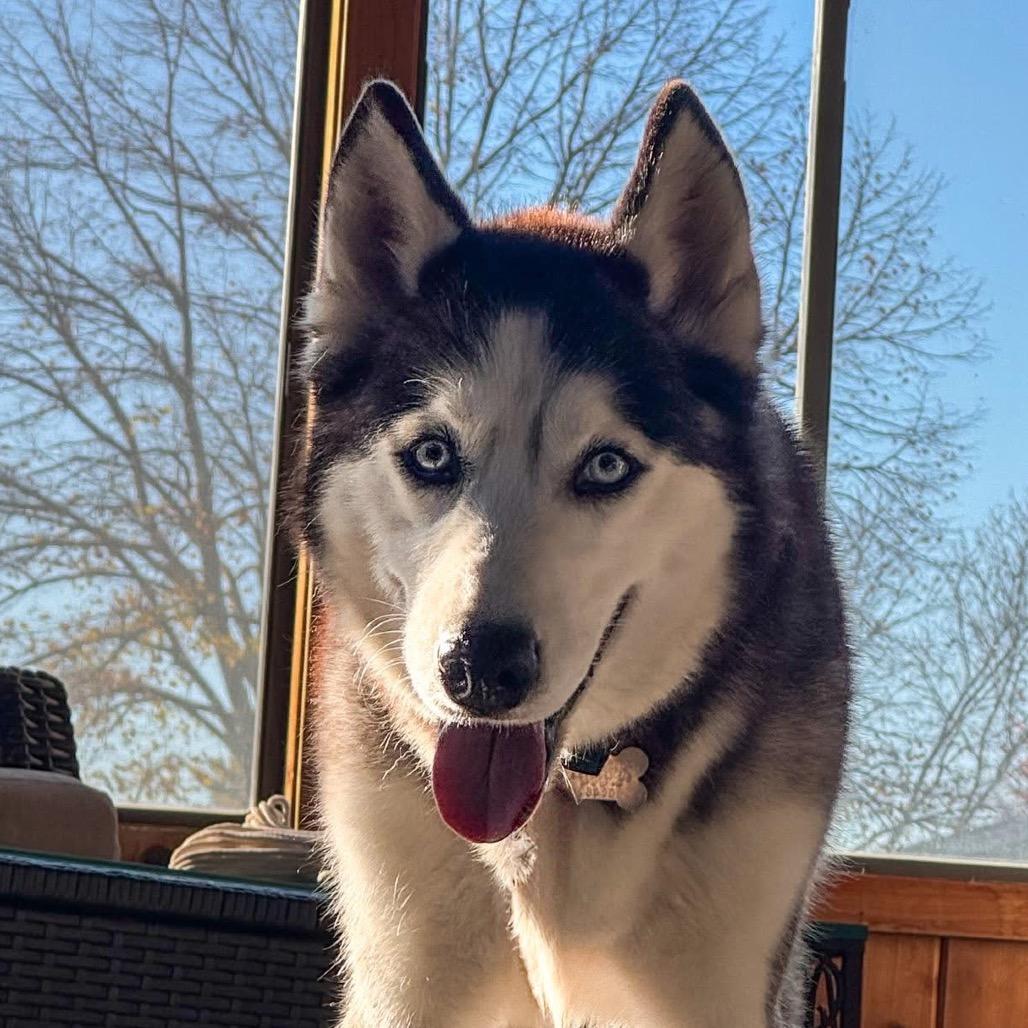 Enlarge Salome, a Adoptable mixed breed in Blaine, MN image 3/6