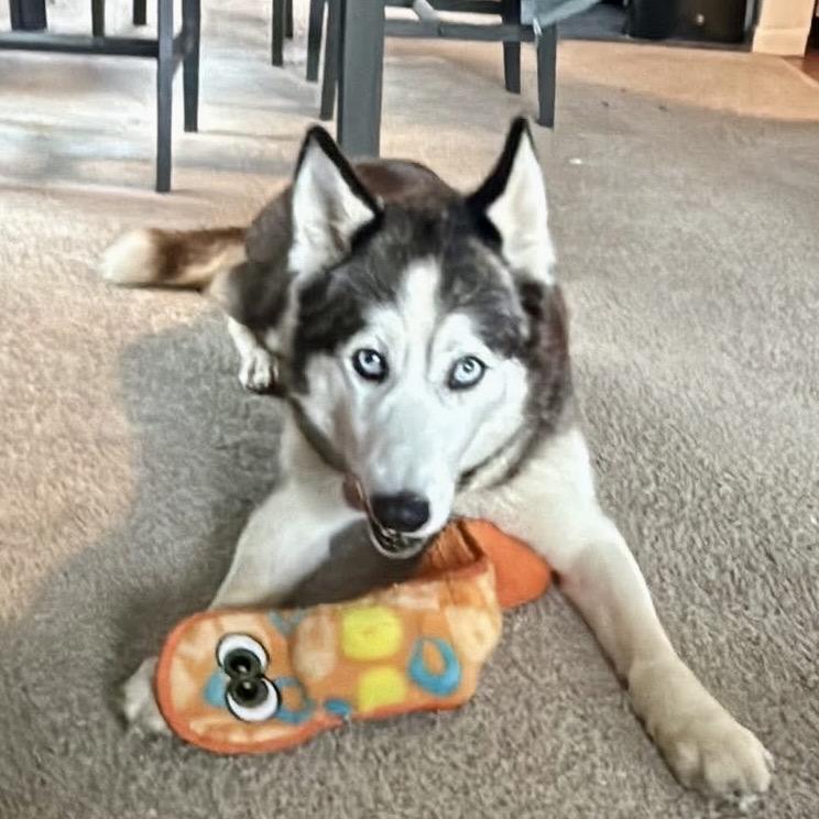 Enlarge Salome, a Adoptable mixed breed in Blaine, MN image 4/6