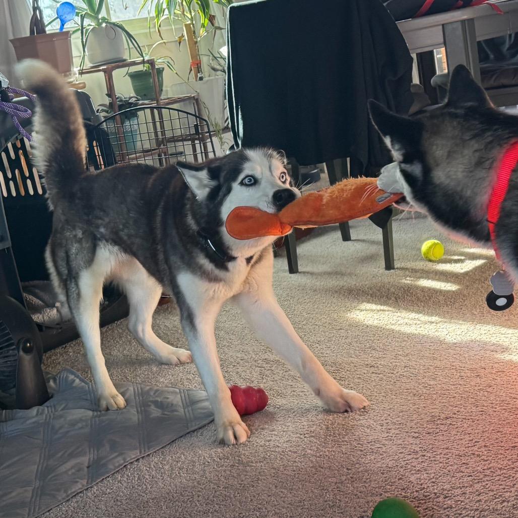 Enlarge Salome, a Adoptable mixed breed in Blaine, MN image 5/6