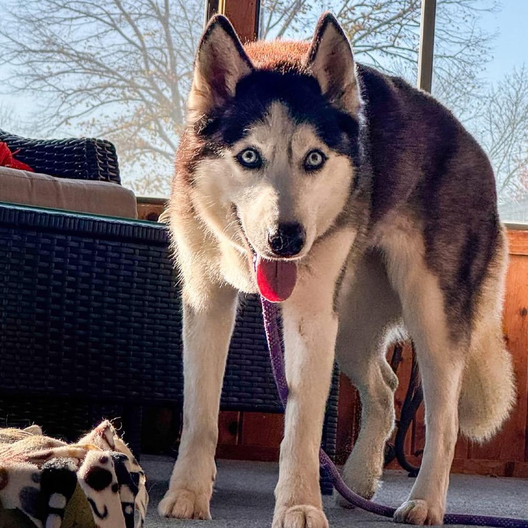 Enlarge Salome, a Adoptable mixed breed in Blaine, MN image 5/6