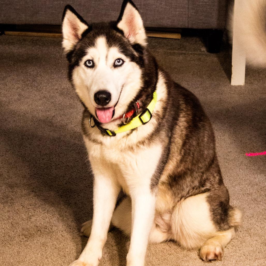 Enlarge Salome, a Adoptable mixed breed in Blaine, MN image 6/6