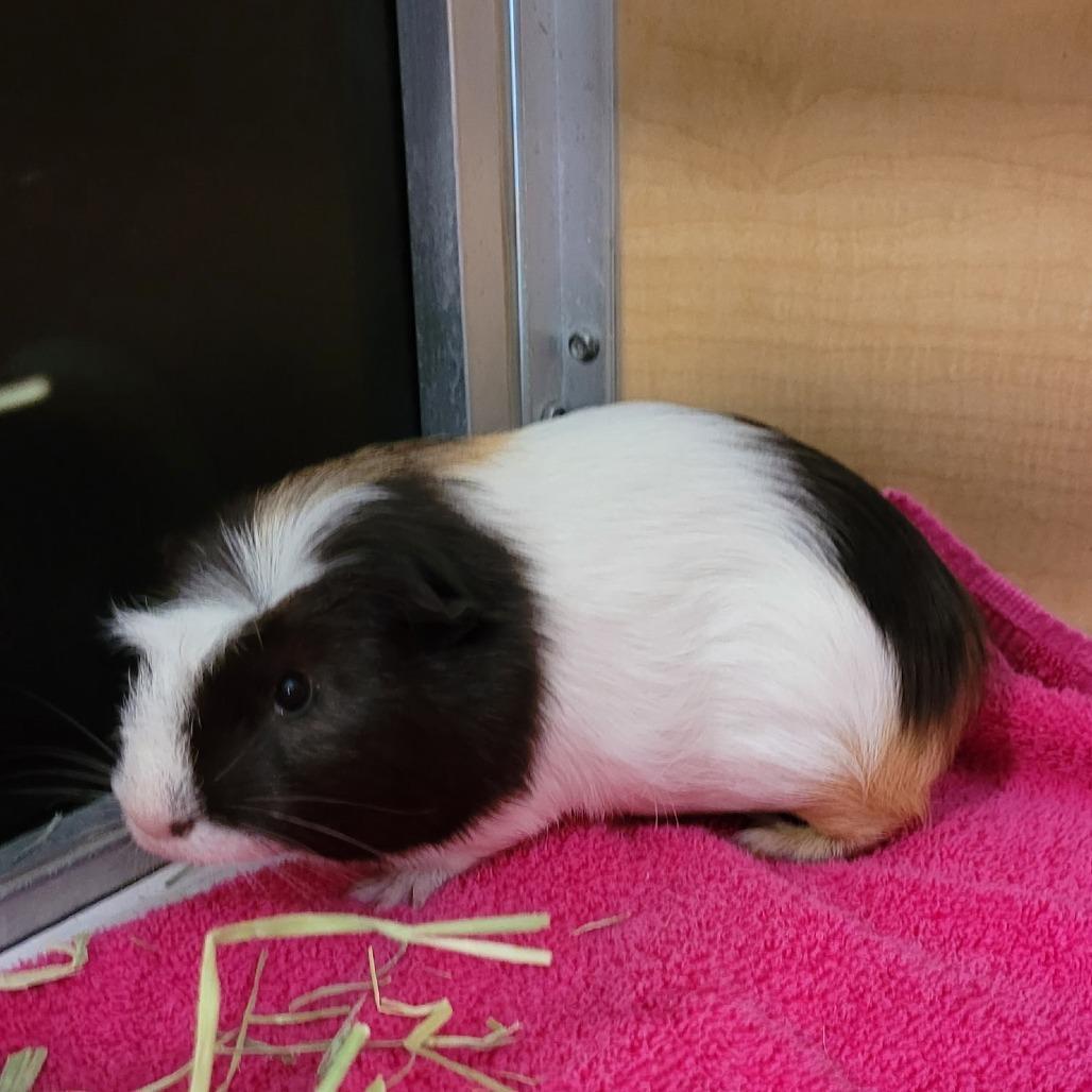 Enlarge Reese, a Adoptable Guinea Pig in Chesapeake, VA image 1/2