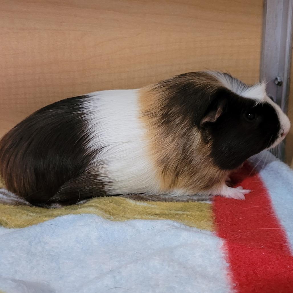 Enlarge Reese, a Adoptable Guinea Pig in Chesapeake, VA image 2/2