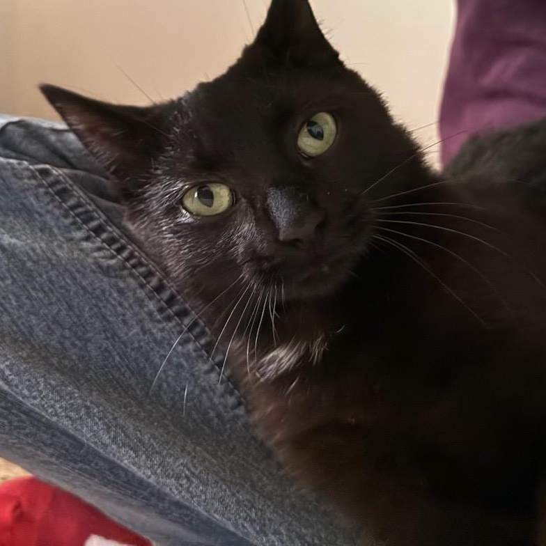 Pheebie (1yrs) black dsh, an adopted Domestic Short Hair in Ottawa, ON image 5/5
