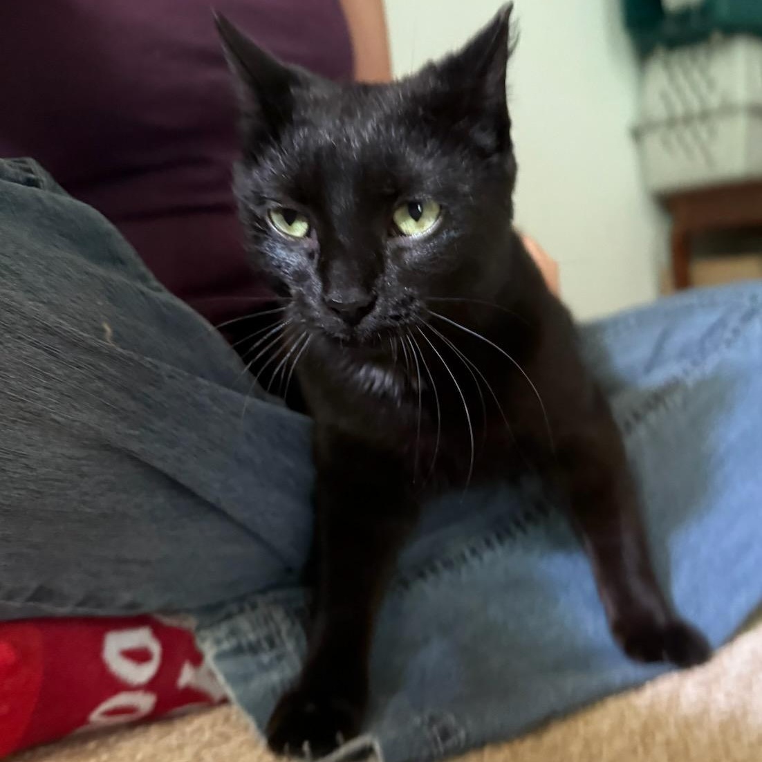 Pheebie (1yrs) black dsh, adopted, Adult Female Domestic Short Hair.