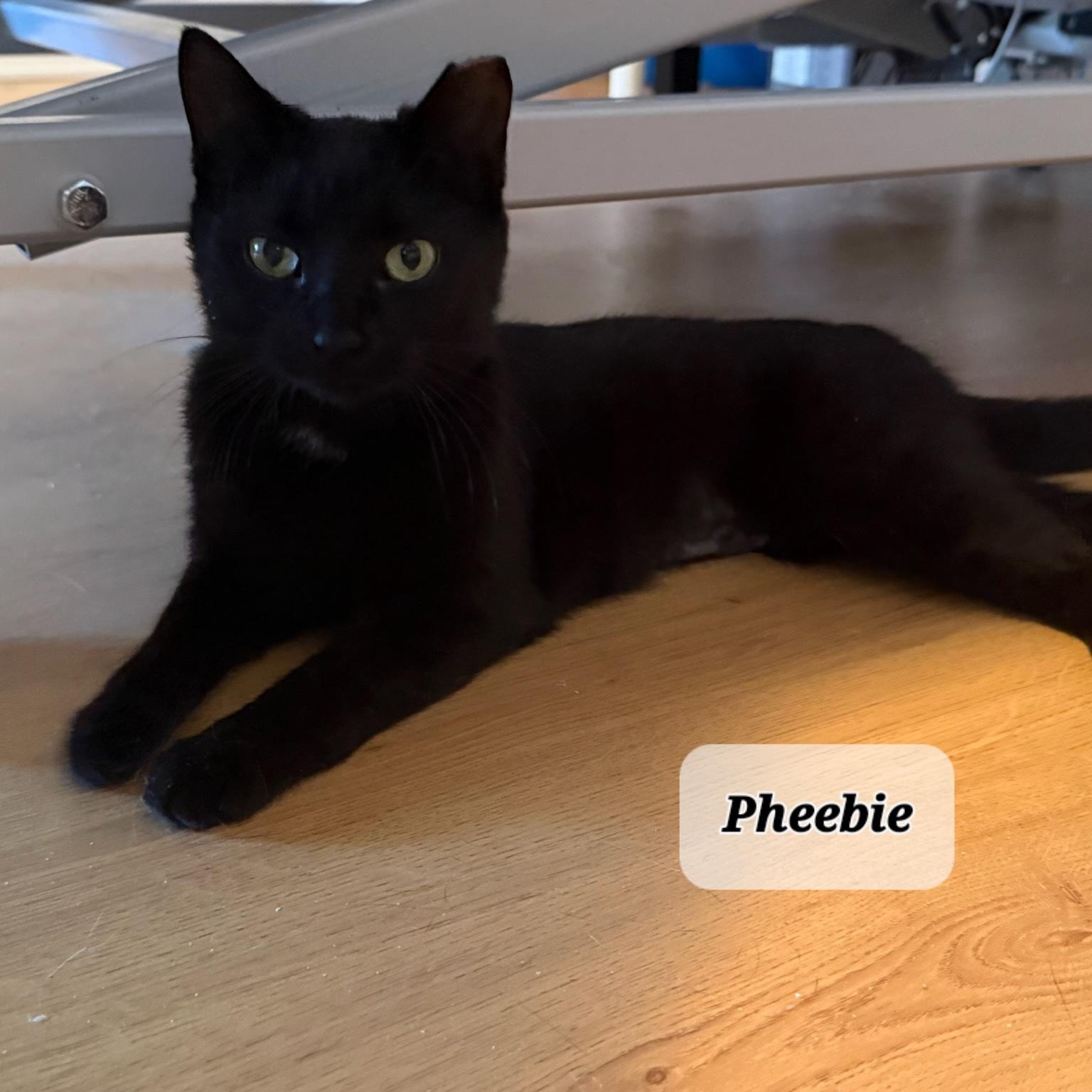 Pheebie (1yrs) black dsh, an adopted Domestic Short Hair in Ottawa, ON image 2/5