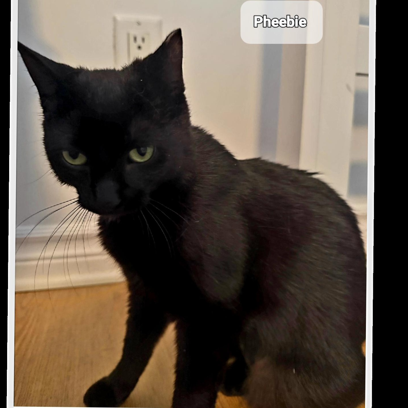 Pheebie (1yrs) black dsh, an adopted Domestic Short Hair in Ottawa, ON image 4/5