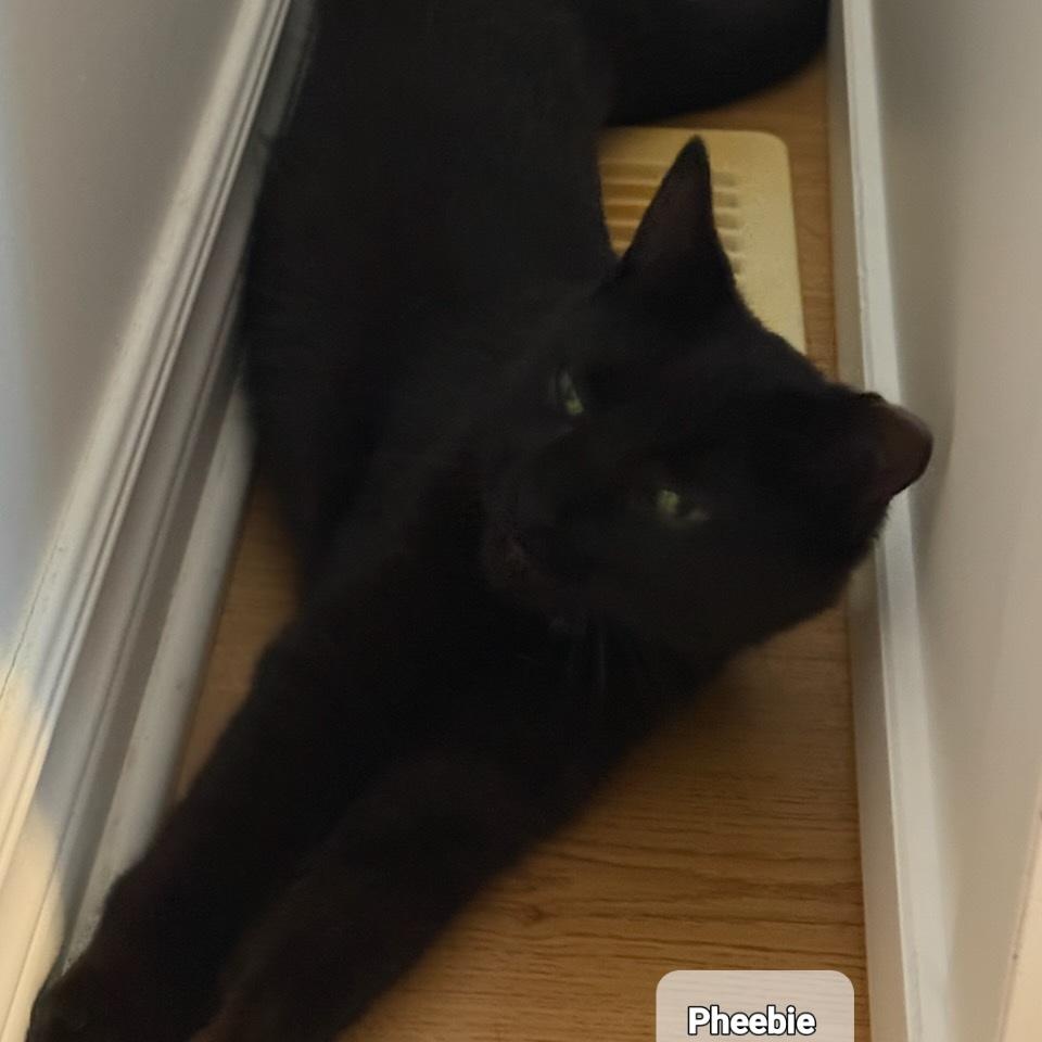 Pheebie (1yrs) black dsh, an adopted Domestic Short Hair in Ottawa, ON image 3/5