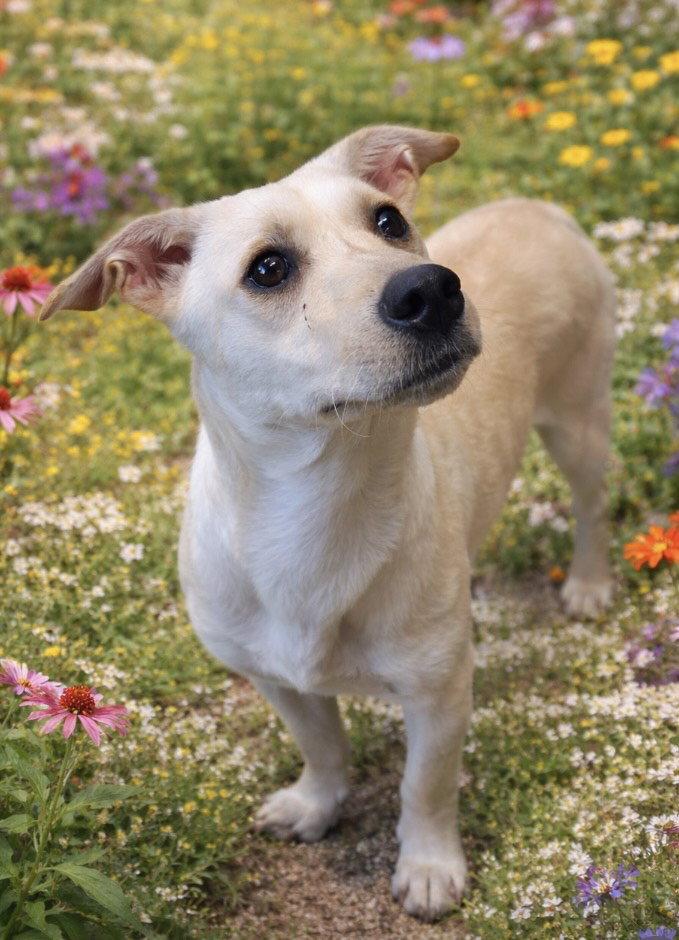 Enlarge Babbels, a Adopted Mixed Breed in Raleigh, NC image 2/2