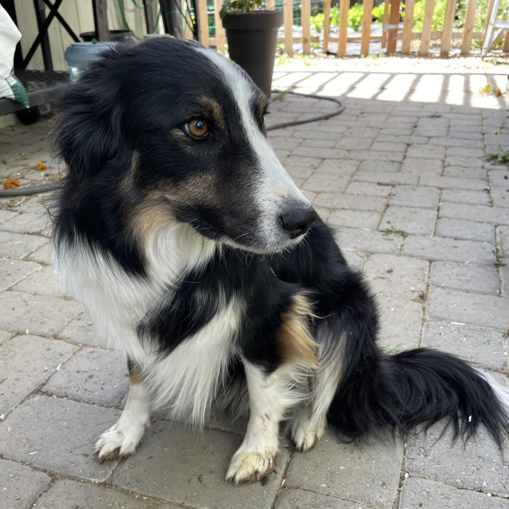 Enlarge Sarge, a Adoptable Border Collie in Reno, NV image 1/2