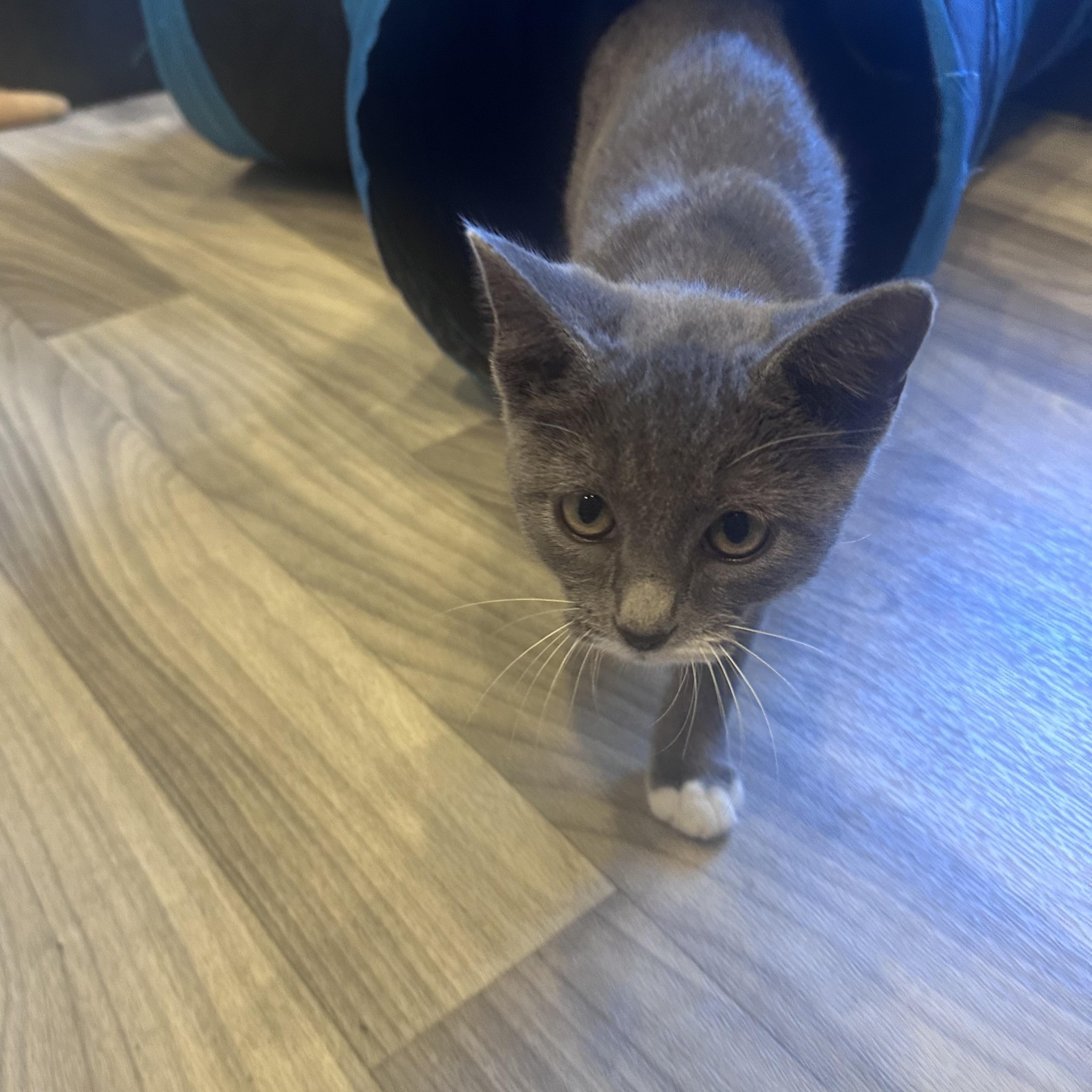 Enlarge Benji, a Adopted Domestic Short Hair in Frostproof, FL image 3/5