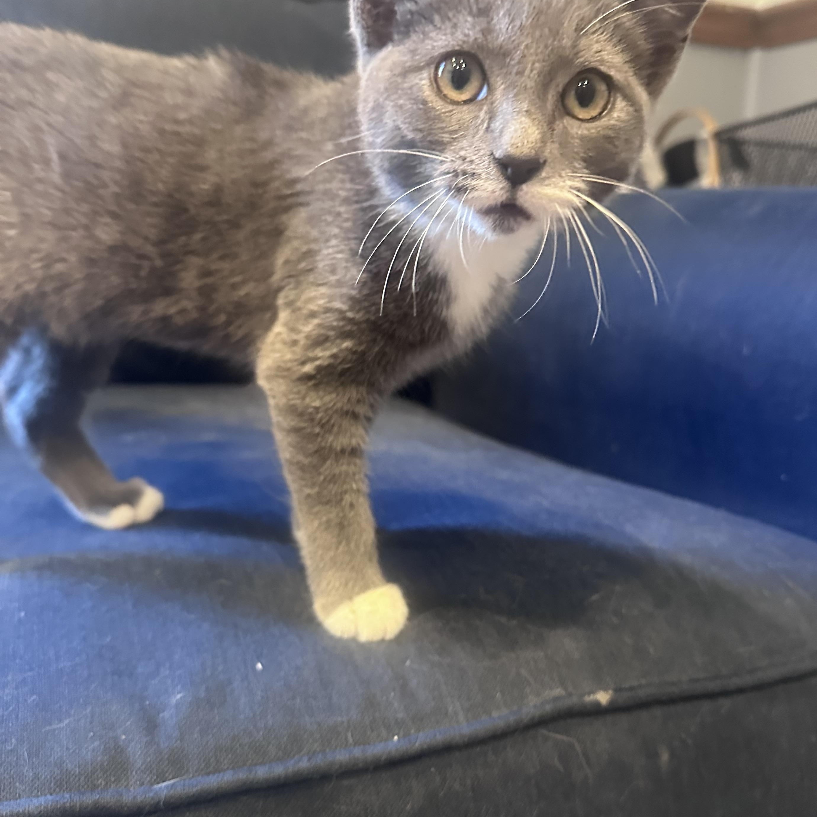 Enlarge Benji, a Adopted Domestic Short Hair in Frostproof, FL image 5/5