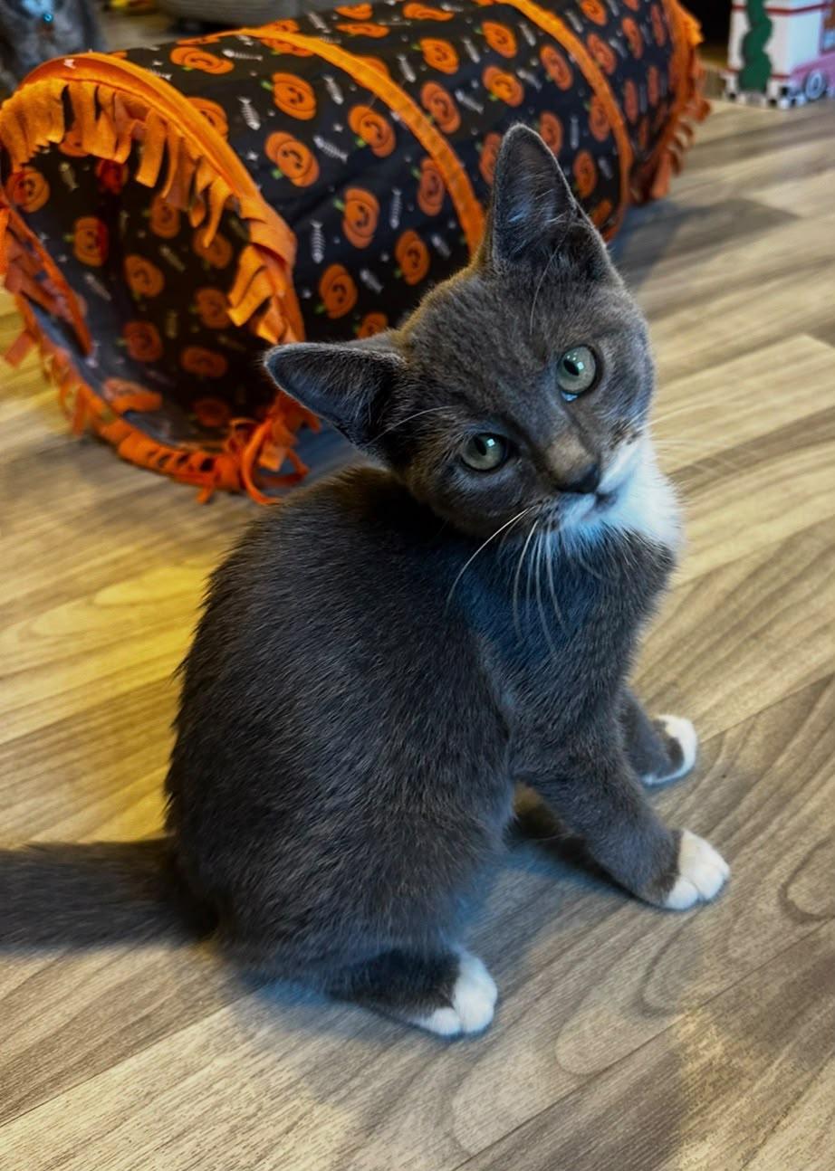 Enlarge Benji, a Adopted Domestic Short Hair in Frostproof, FL image 1/5