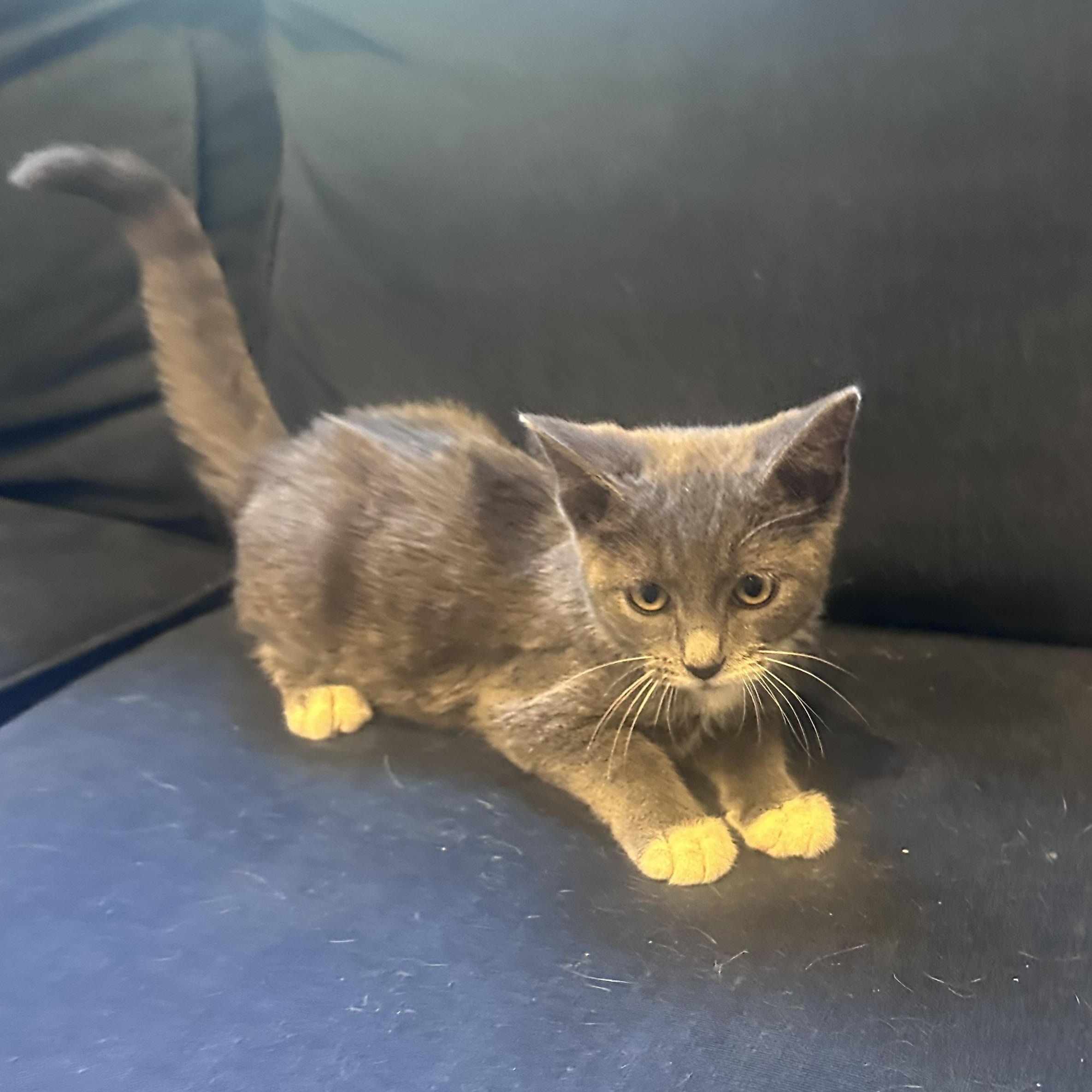 Enlarge Benji, a Adopted Domestic Short Hair in Frostproof, FL image 2/5
