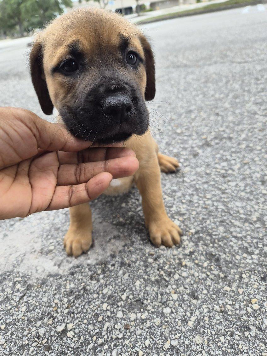 Ghini, an adoptable mixed breed in Orlando, FL image 2/5