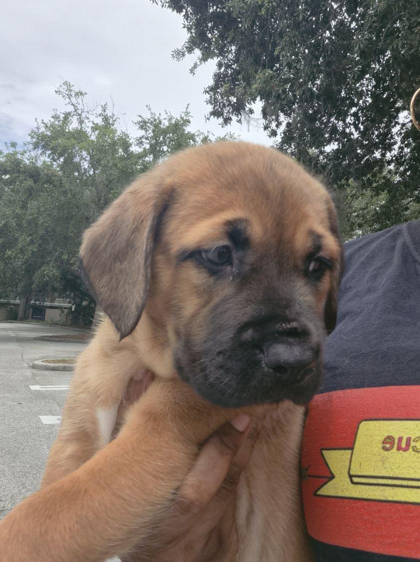 Ghini, an adoptable mixed breed in Orlando, FL image 4/5