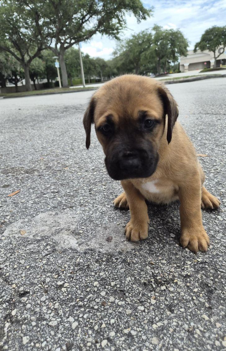 Ghini, adoptable, Puppy Female Black Mouth Cur & Mastiff.