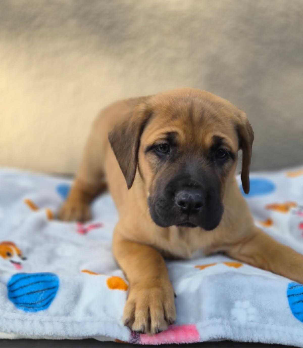 Ghini, an adopted mixed breed in Orlando, FL image 3/6