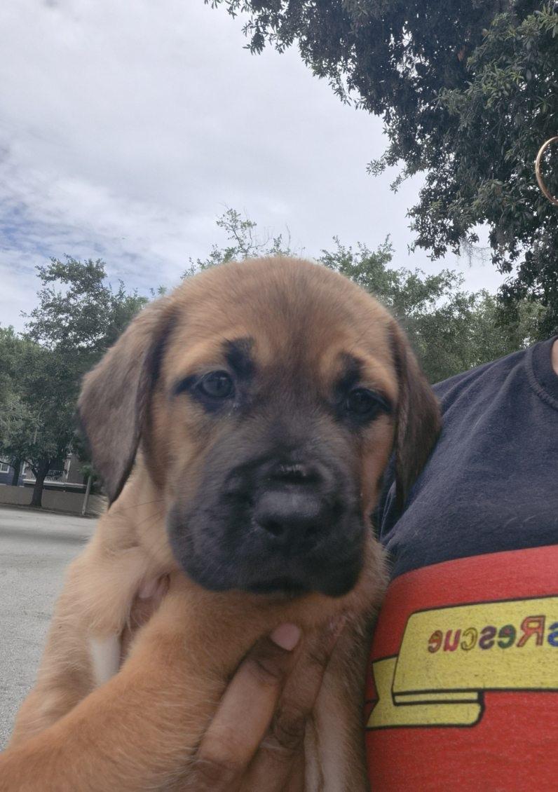 Ghini, an adoptable mixed breed in Orlando, FL image 3/5