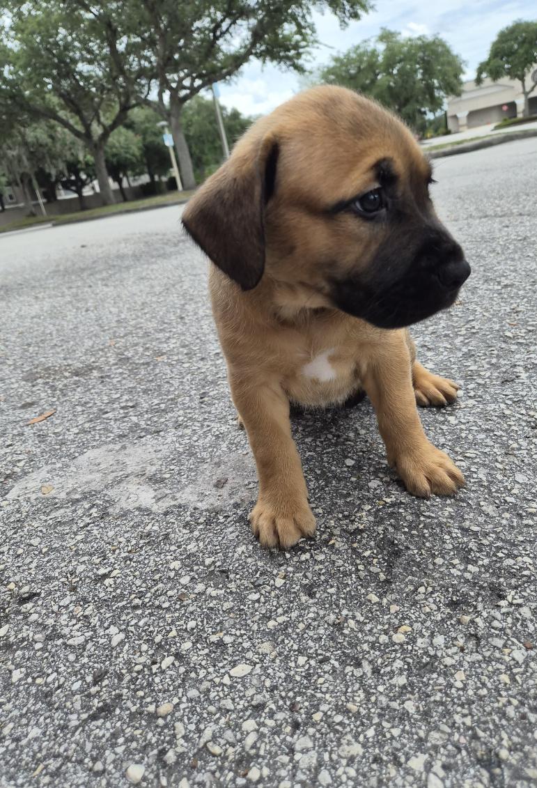 Ghini, an adoptable mixed breed in Orlando, FL image 5/5