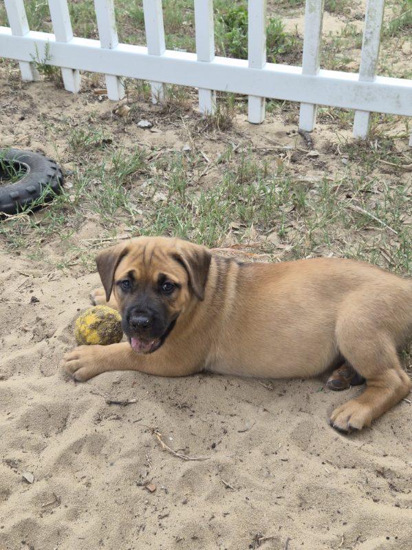 Ghini, an adopted mixed breed in Orlando, FL image 4/6