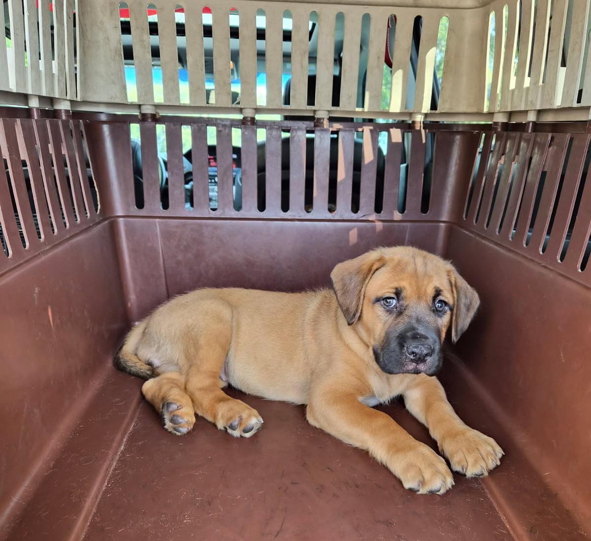 Ghini, an adopted mixed breed in Orlando, FL image 2/6