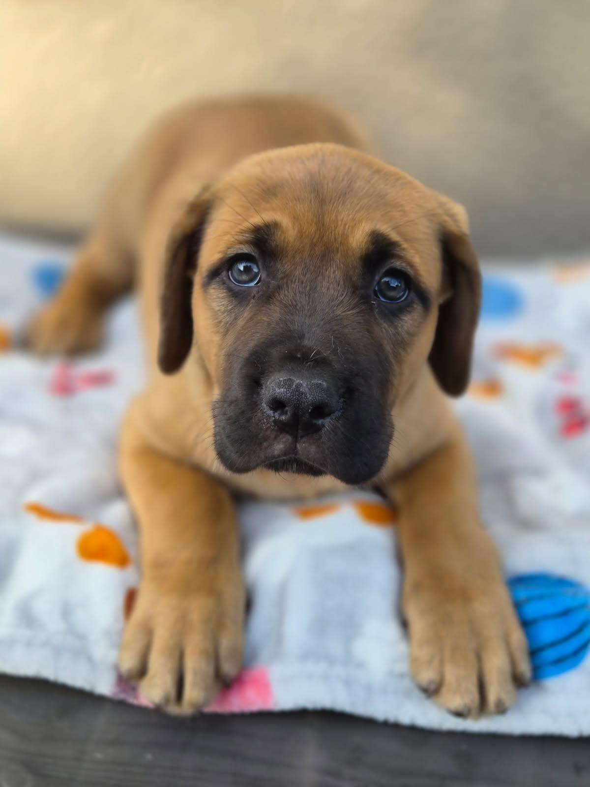 Ghini, an adopted mixed breed in Orlando, FL image 1/6