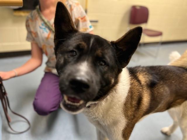 Enlarge SCULLY, a Adoptable Akita in Denver, CO image 1/1