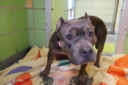 Gertrude, a Adoptable mixed breed in Longview, TX image 1/2