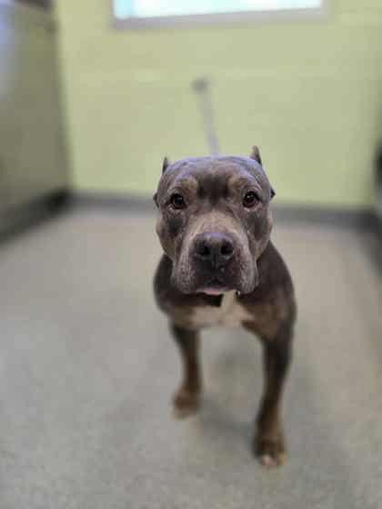 Gertrude, a Adoptable mixed breed in Longview, TX image 2/2