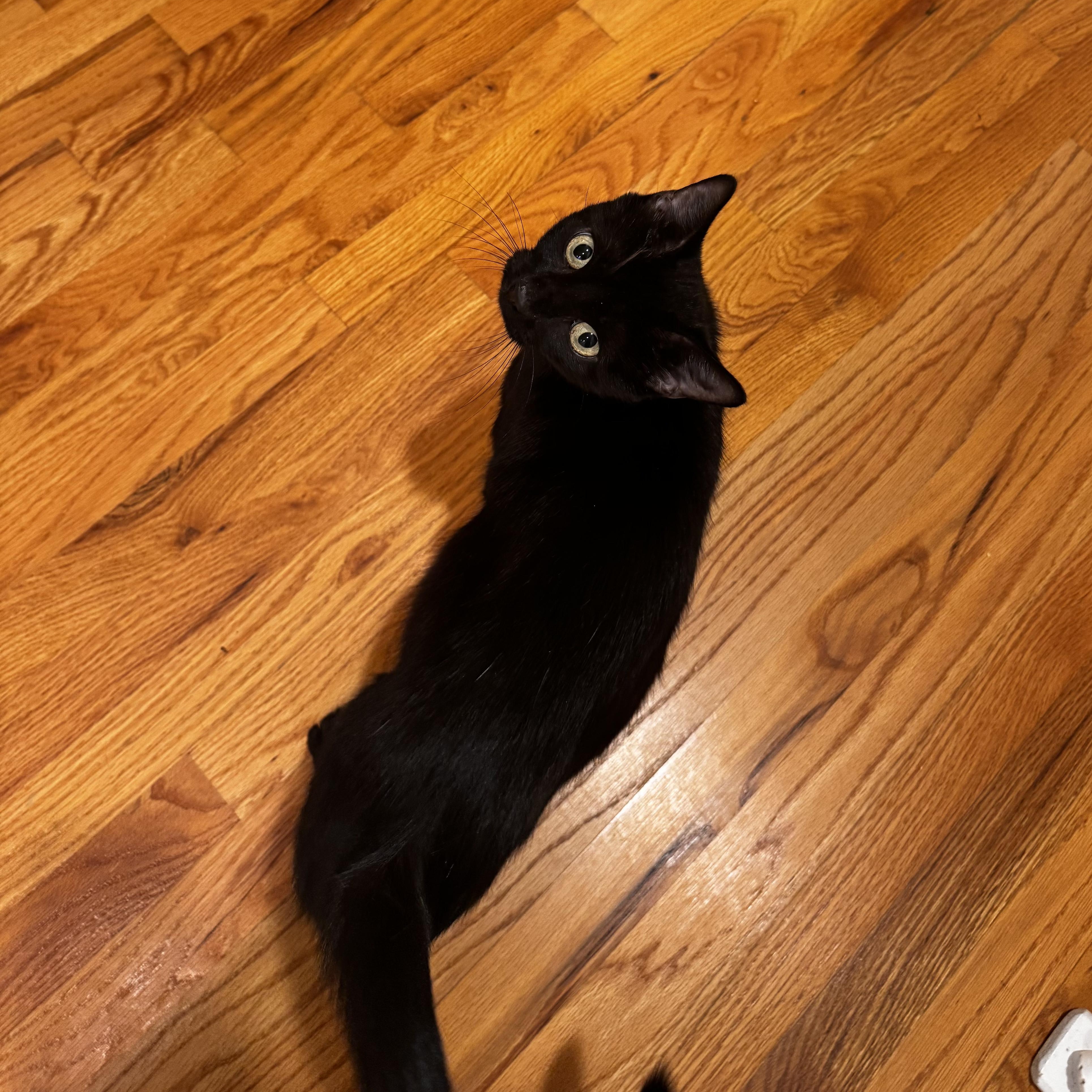 Enlarge AUDREY, a ADOPTABLE Domestic Short Hair in East Greenwich, RI image 4/6