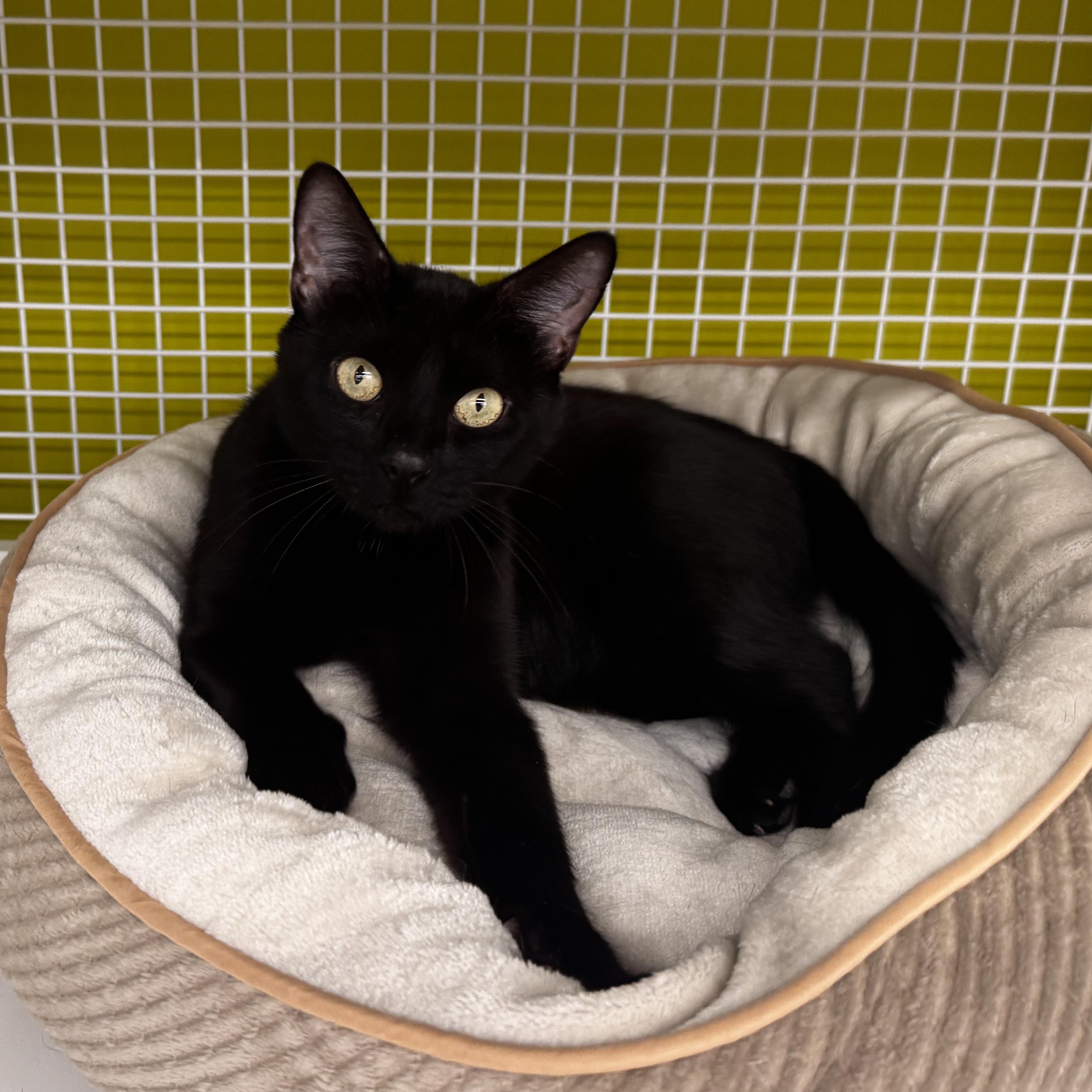 AUDREY, ADOPTABLE, Young Female Domestic Short Hair.