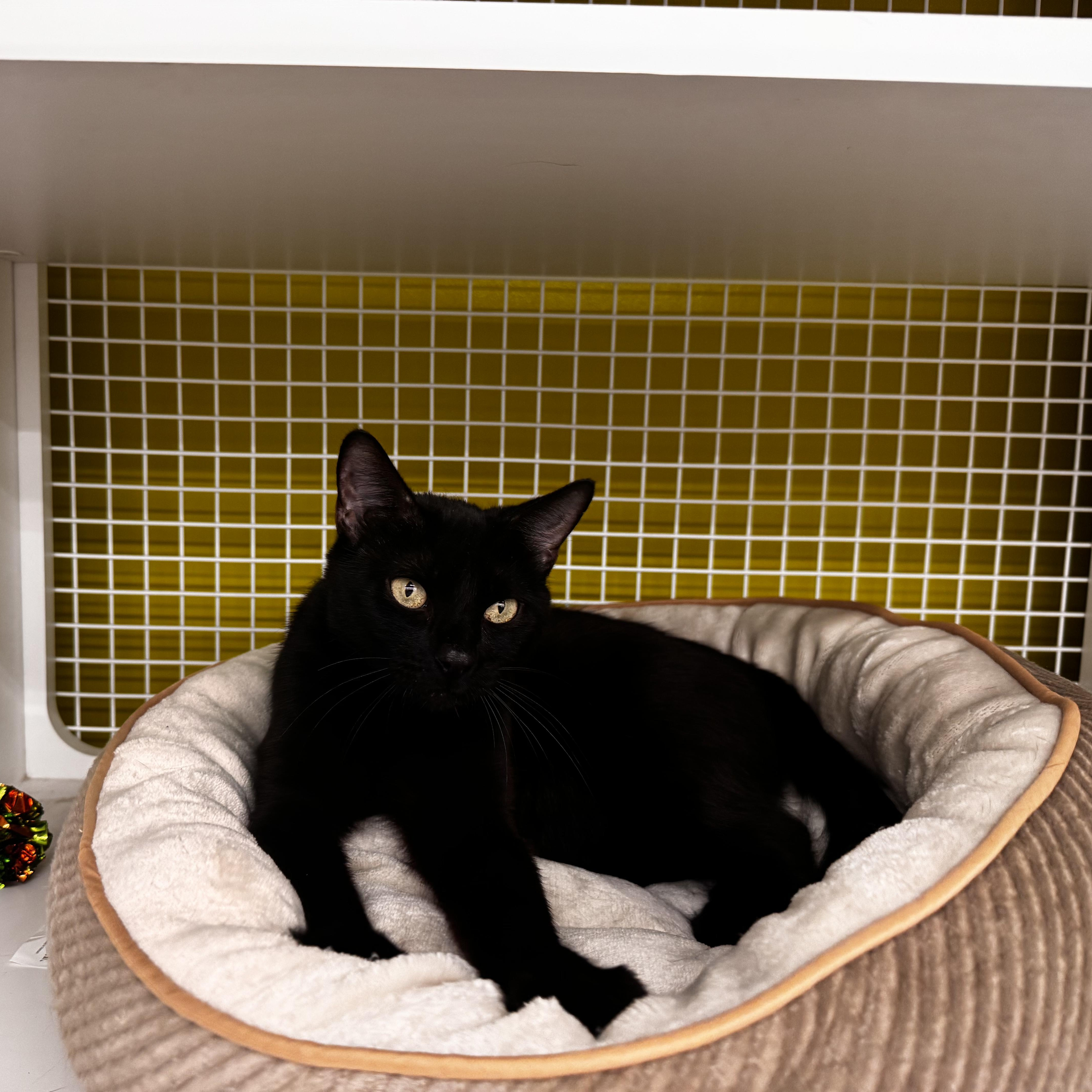 Enlarge AUDREY, a ADOPTABLE Domestic Short Hair in East Greenwich, RI image 6/6