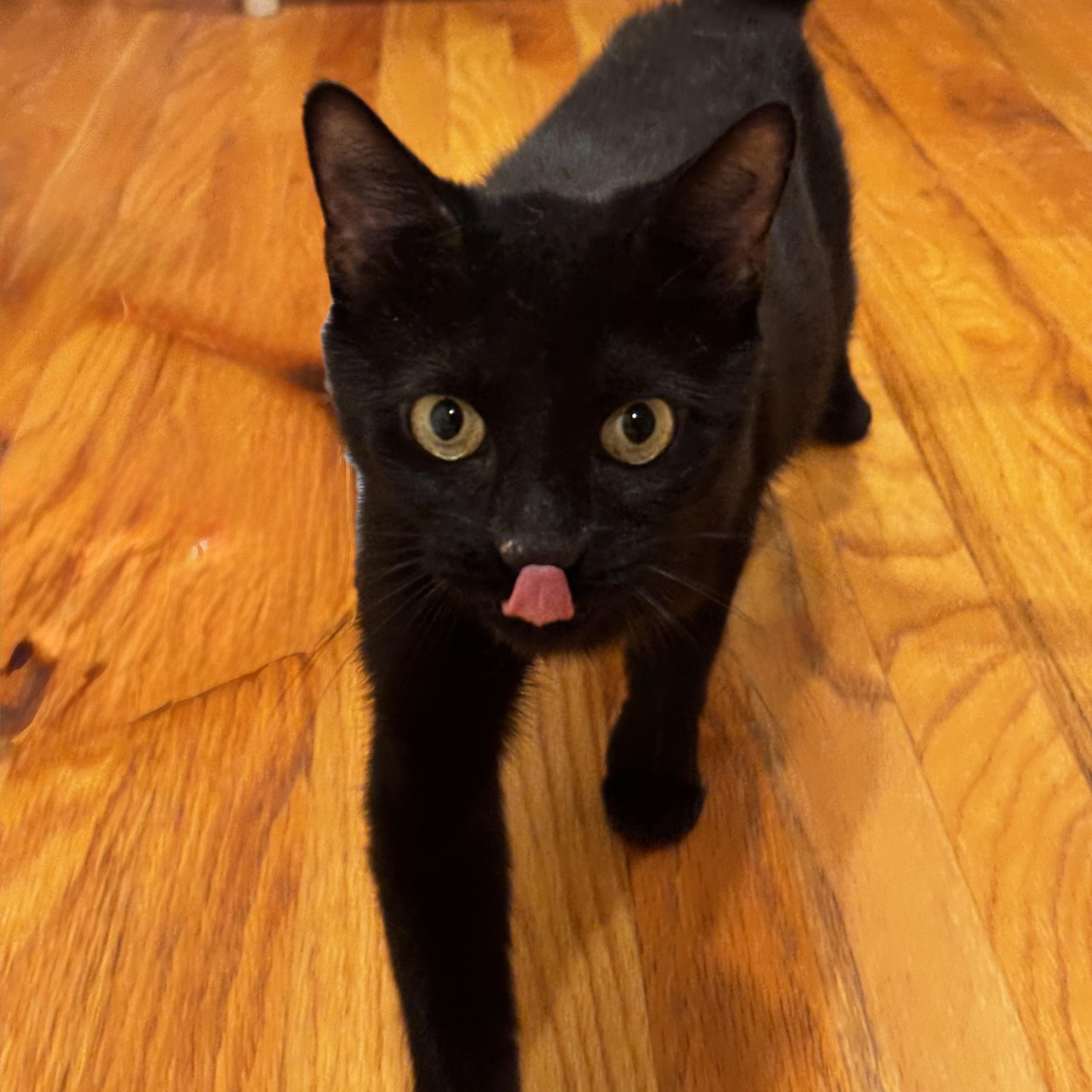 Enlarge AUDREY, a ADOPTABLE Domestic Short Hair in East Greenwich, RI image 3/6