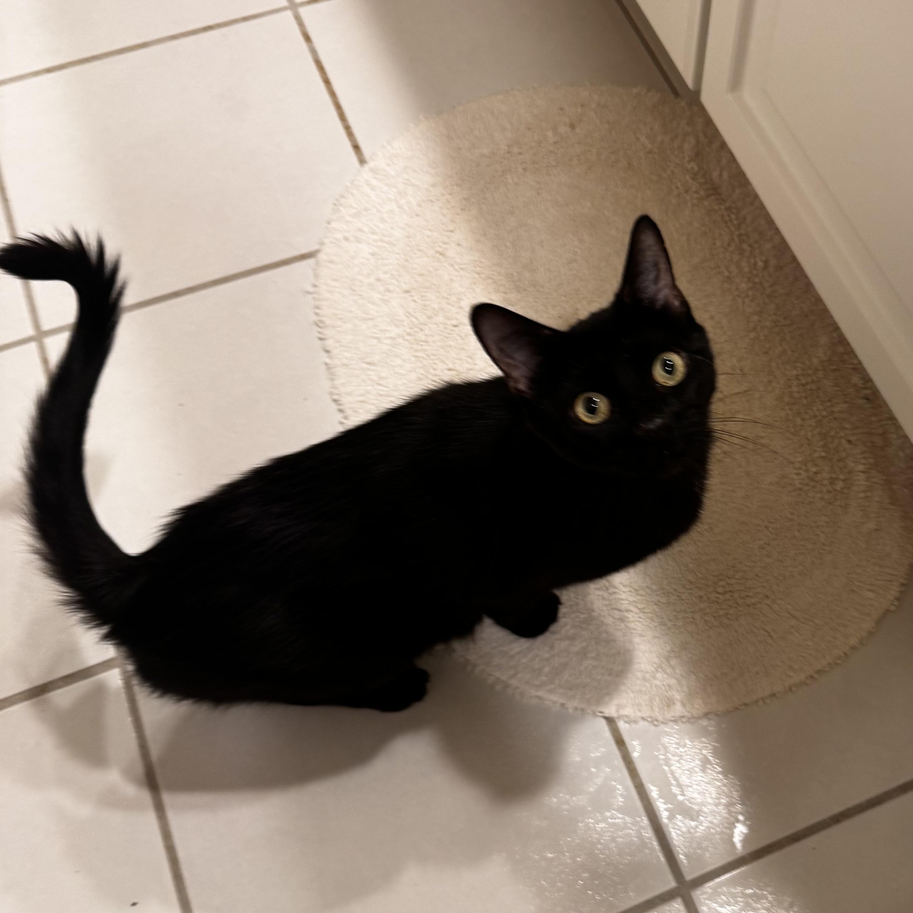 Enlarge AUDREY, a ADOPTABLE Domestic Short Hair in East Greenwich, RI image 5/6