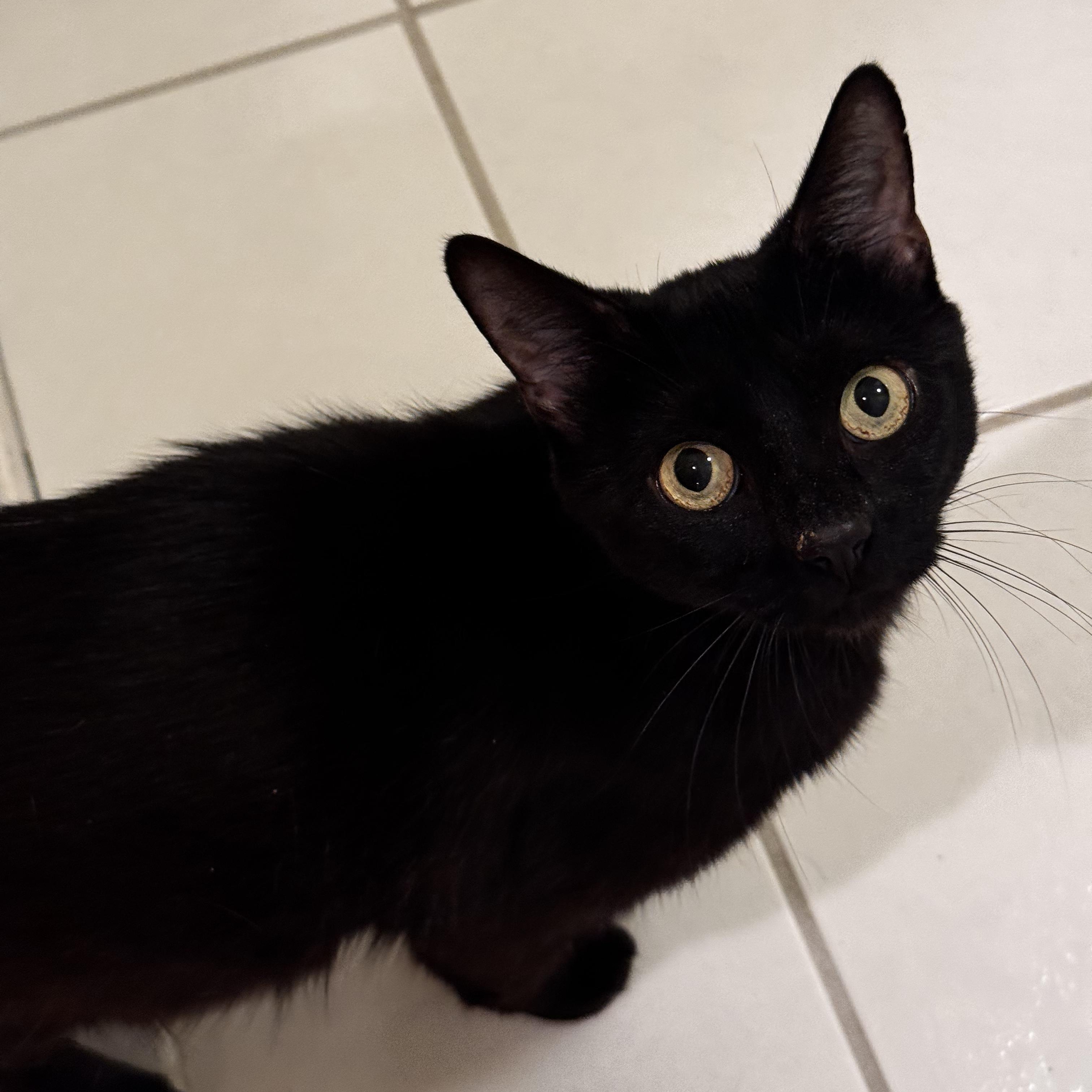 Enlarge AUDREY, a ADOPTABLE Domestic Short Hair in East Greenwich, RI image 2/6