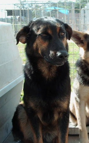 Briana, a Adoptable mixed breed in Floresville, TX image 1/3