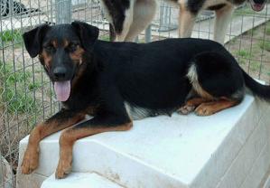 Briana, a Adoptable mixed breed in Floresville, TX image 2/3