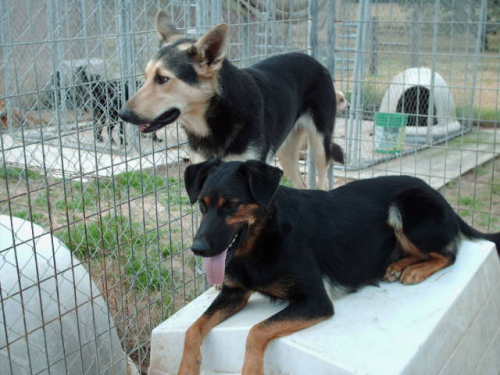 Briana, a Adoptable mixed breed in Floresville, TX image 3/3