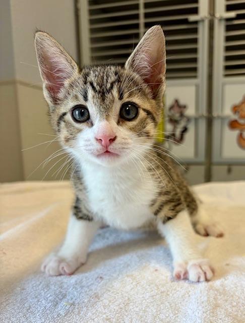 Delilah, adopted, Kitten Female Domestic Short Hair.